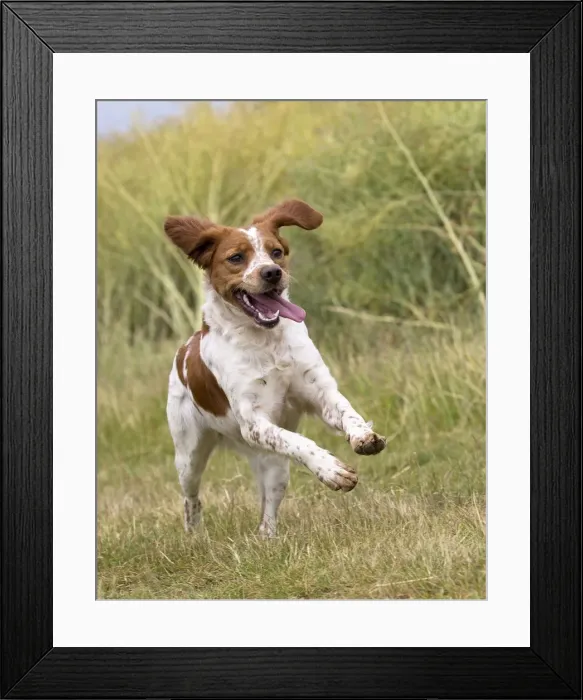 Framed Print : Picture No. 11770588 Framed Print : Picture No. 11770588