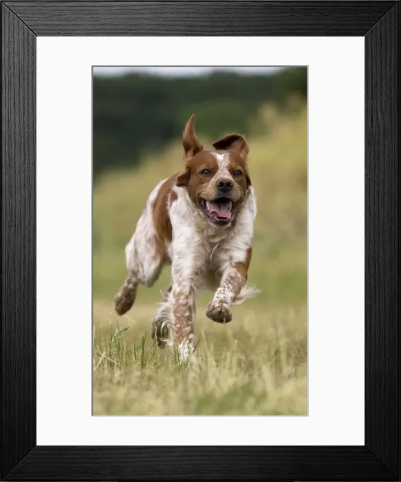 Framed Print : Picture No. 11770589 Framed Print : Picture No. 11770589