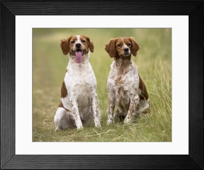 Framed Print : Picture No. 11770590 Framed Print : Picture No. 11770590