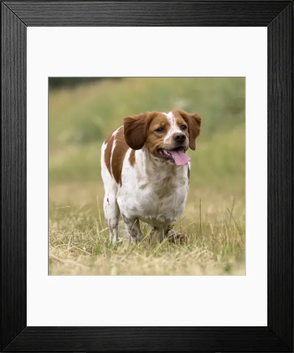 Framed Print : Picture No. 11770586 Framed Print : Picture No. 11770586