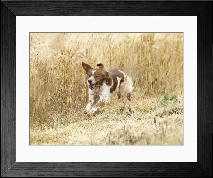 Framed Print : Picture No. 11770592 Framed Print : Picture No. 11770592