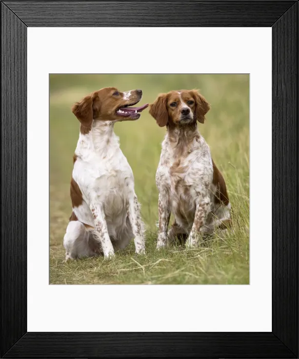 Framed Print : Picture No. 11770591 Framed Print : Picture No. 11770591