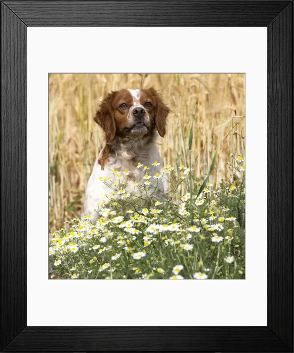 Framed Print : Picture No. 11770593 Framed Print : Picture No. 11770593
