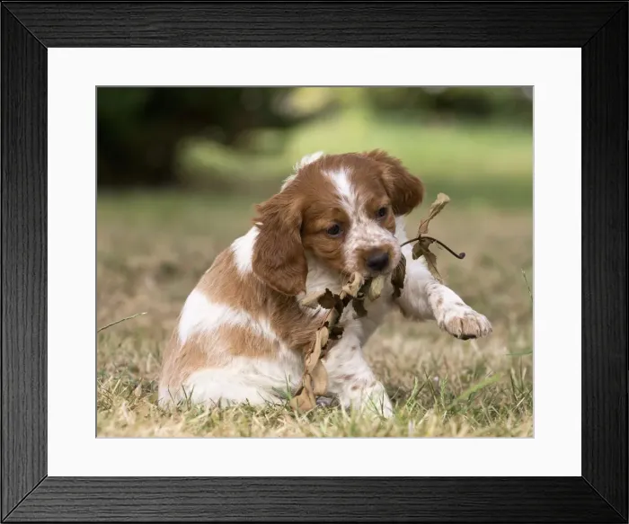 Framed Print : Picture No. 11770594 Framed Print : Picture No. 11770594