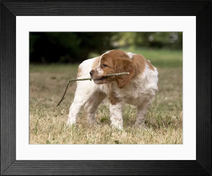 Framed Print : Picture No. 11770595 Framed Print : Picture No. 11770595