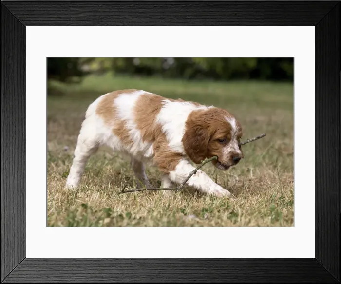 Framed Print : Picture No. 11770596 Framed Print : Picture No. 11770596