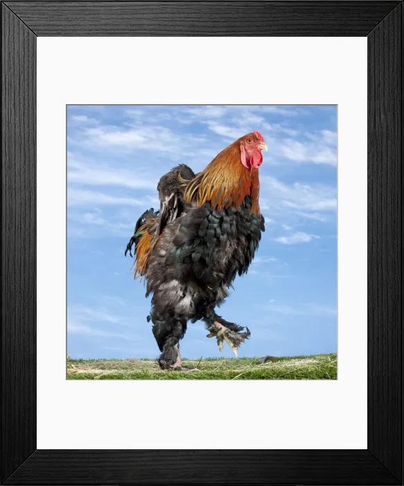 Framed Print : Picture No. 11770597 Framed Print : Picture No. 11770597