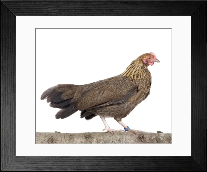 Framed Print : Picture No. 11770598 Framed Print : Picture No. 11770598