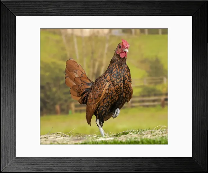 Framed Print : Picture No. 11770599 Framed Print : Picture No. 11770599