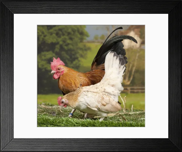 Framed Print : Picture No. 11770601 Framed Print : Picture No. 11770601
