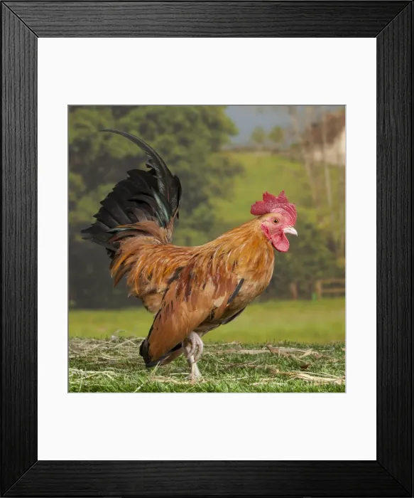 Framed Print : Picture No. 11770602 Framed Print : Picture No. 11770602