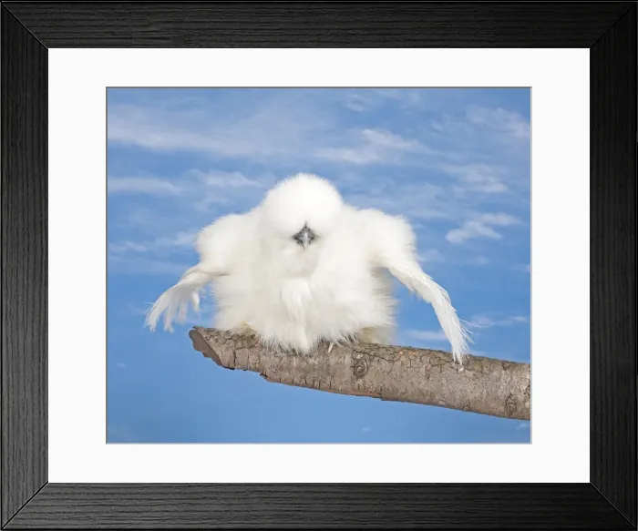 Framed Print : Picture No. 11770606 Framed Print : Picture No. 11770606