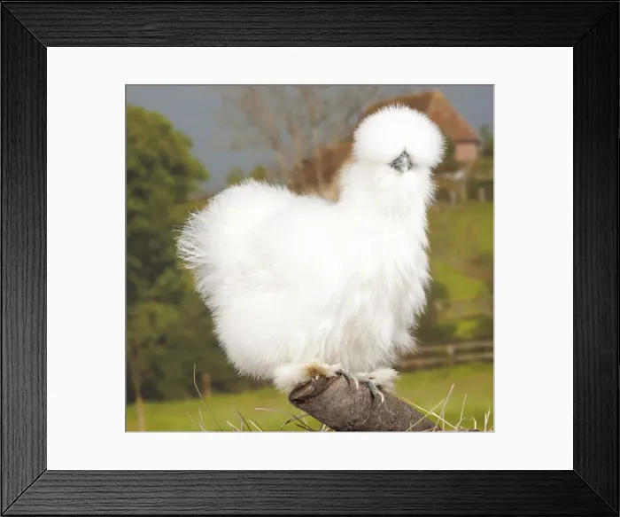 Framed Print : Picture No. 11770605 Framed Print : Picture No. 11770605