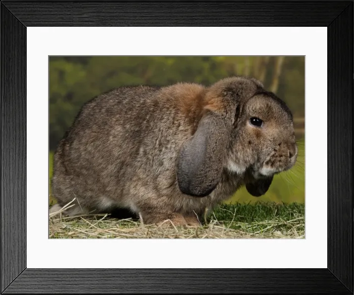Framed Print : Picture No. 11770607 Framed Print : Picture No. 11770607