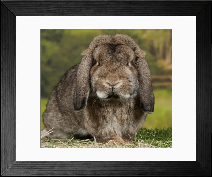 Framed Print : Picture No. 11770608 Framed Print : Picture No. 11770608