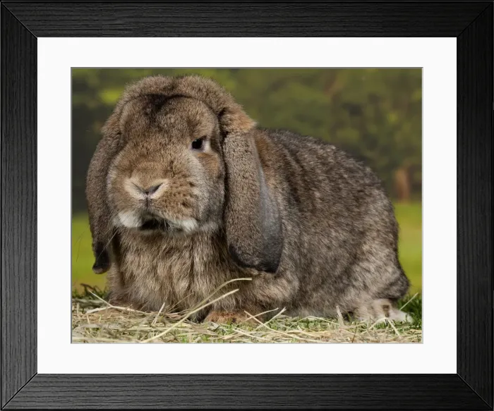 Framed Print : Picture No. 11770609 Framed Print : Picture No. 11770609