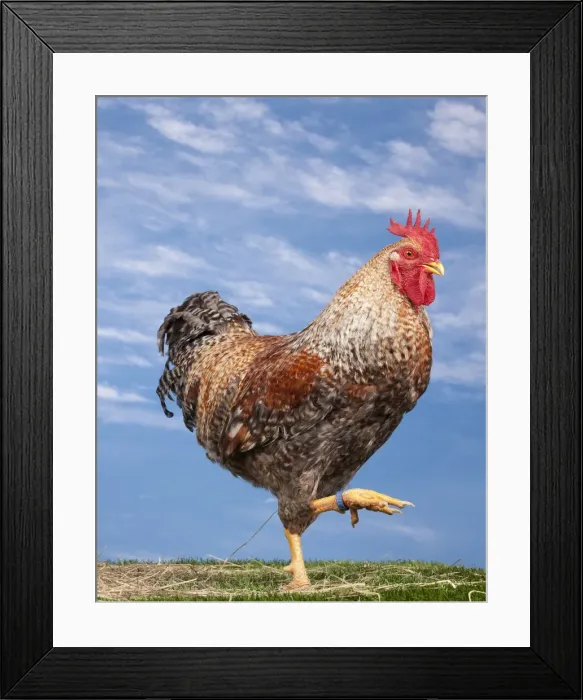 Framed Print : Picture No. 11770610 Framed Print : Picture No. 11770610