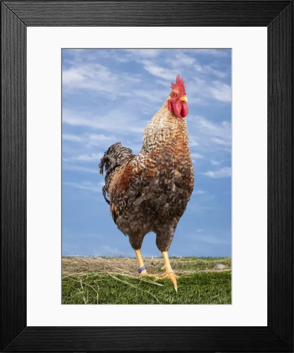 Framed Print : Picture No. 11770611 Framed Print : Picture No. 11770611