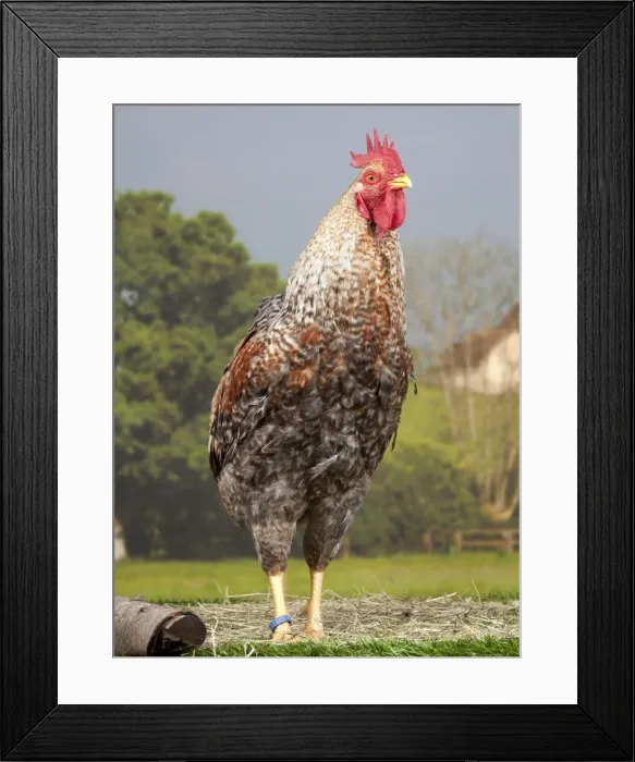 Framed Print : Picture No. 11770612 Framed Print : Picture No. 11770612