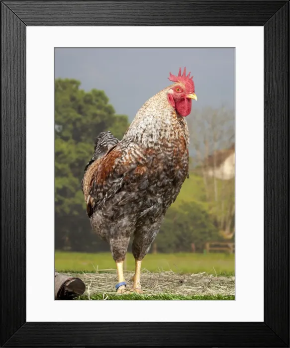 Framed Print : Picture No. 11770613 Framed Print : Picture No. 11770613
