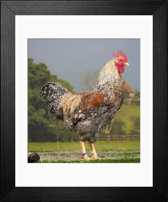 Framed Print : Picture No. 11770614 Framed Print : Picture No. 11770614