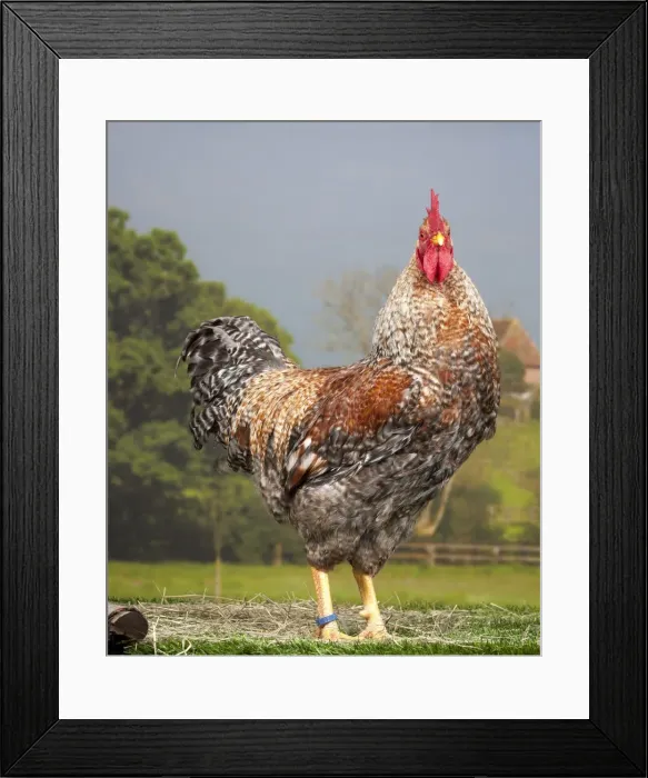 Framed Print : Picture No. 11770615 Framed Print : Picture No. 11770615