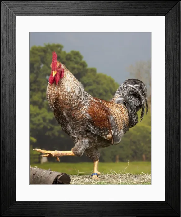 Framed Print : Picture No. 11770616 Framed Print : Picture No. 11770616
