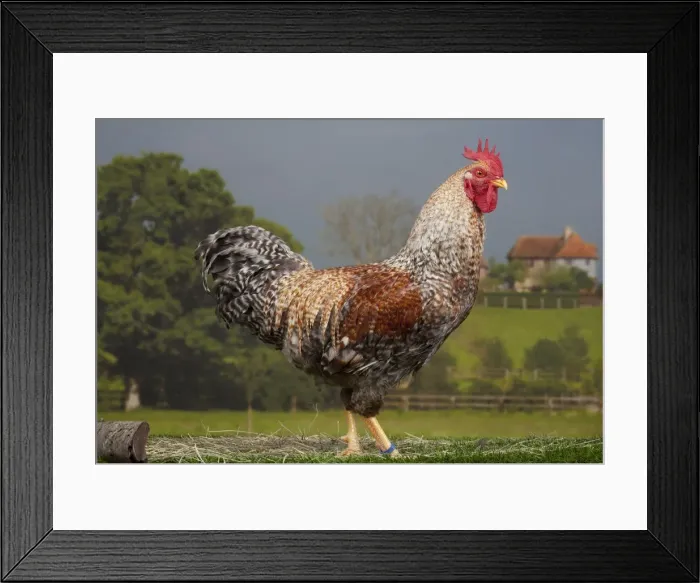 Framed Print : Picture No. 11770617 Framed Print : Picture No. 11770617