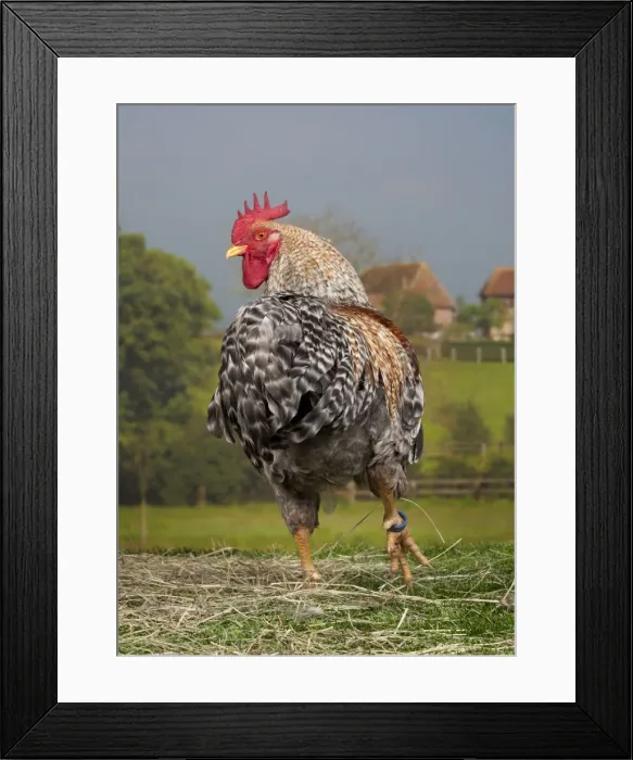 Framed Print : Picture No. 11770618 Framed Print : Picture No. 11770618