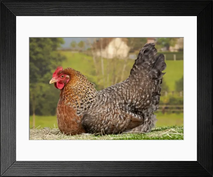 Framed Print : Picture No. 11770619 Framed Print : Picture No. 11770619