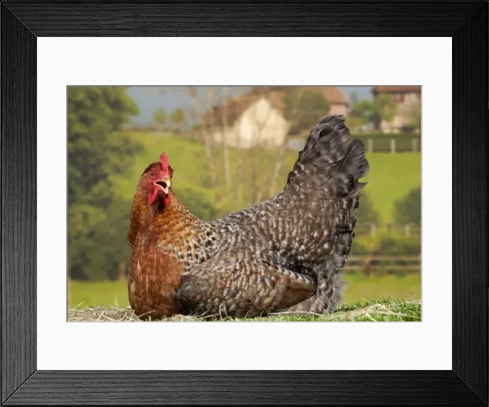 Framed Print : Picture No. 11770620 Framed Print : Picture No. 11770620