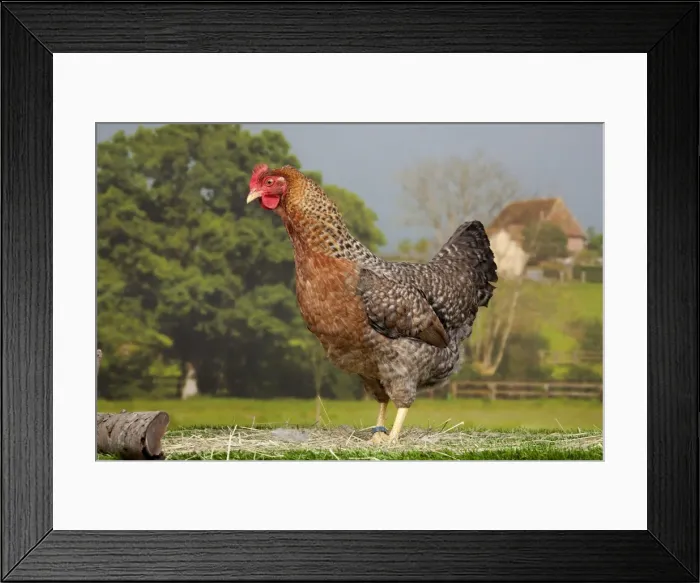 Framed Print : Picture No. 11770621 Framed Print : Picture No. 11770621