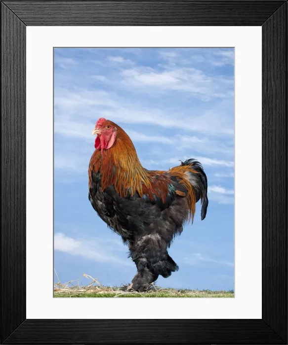Framed Print : Picture No. 11770623 Framed Print : Picture No. 11770623