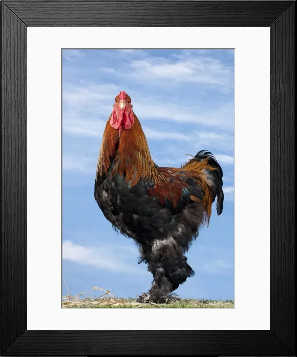 Framed Print : Picture No. 11770624 Framed Print : Picture No. 11770624