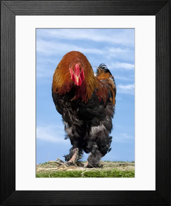 Framed Print : Picture No. 11770625 Framed Print : Picture No. 11770625
