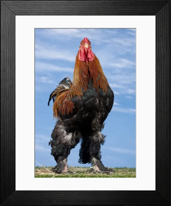 Framed Print : Picture No. 11770626 Framed Print : Picture No. 11770626