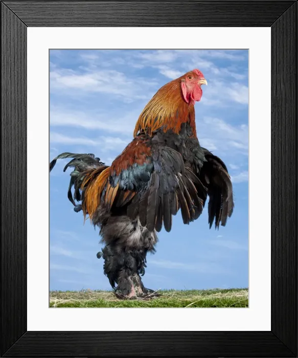 Framed Print : Picture No. 11770627 Framed Print : Picture No. 11770627