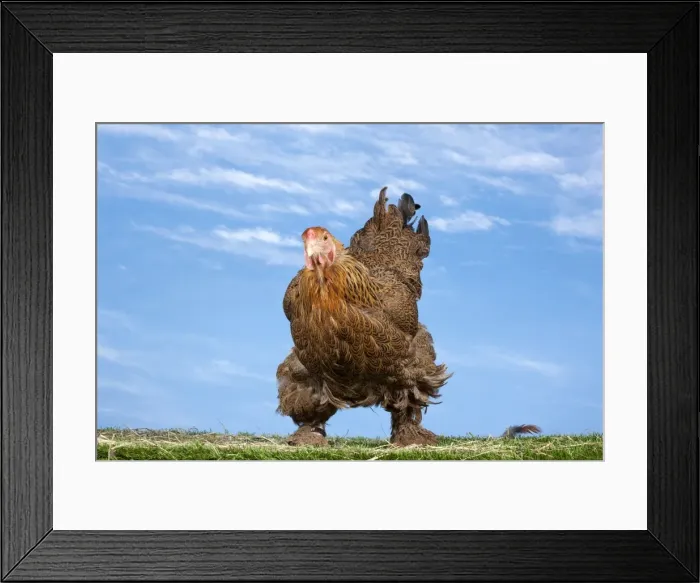 Framed Print : Picture No. 11770628 Framed Print : Picture No. 11770628