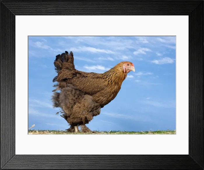 Framed Print : Picture No. 11770629 Framed Print : Picture No. 11770629