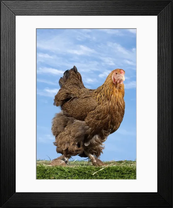 Framed Print : Picture No. 11770630 Framed Print : Picture No. 11770630