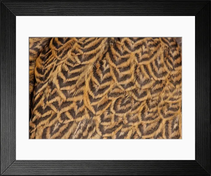 Framed Print : Picture No. 11770633 Framed Print : Picture No. 11770633