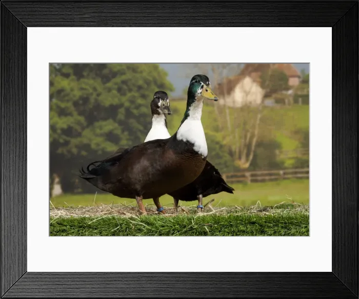 Framed Print : Picture No. 11770634 Framed Print : Picture No. 11770634