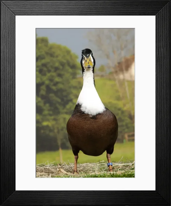Framed Print : Picture No. 11770635 Framed Print : Picture No. 11770635