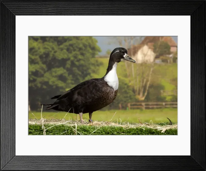 Framed Print : Picture No. 11770636 Framed Print : Picture No. 11770636