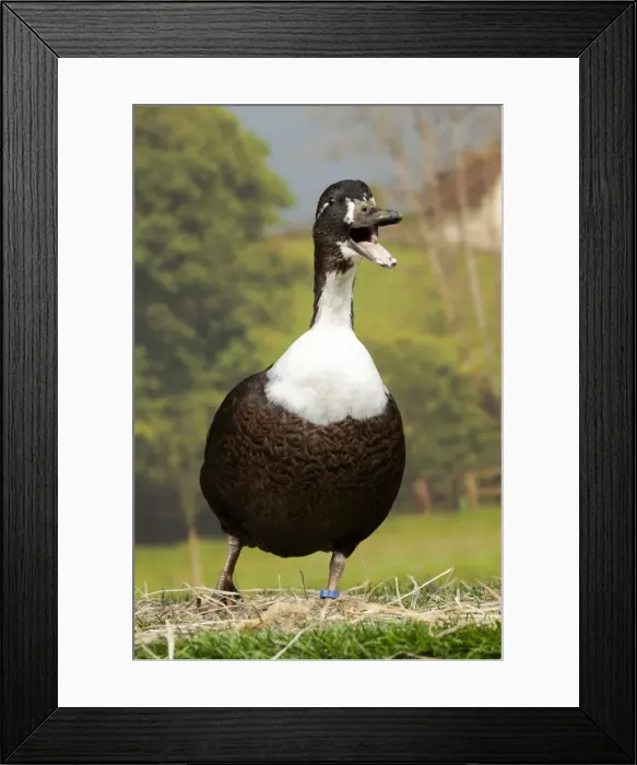 Framed Print : Picture No. 11770637 Framed Print : Picture No. 11770637