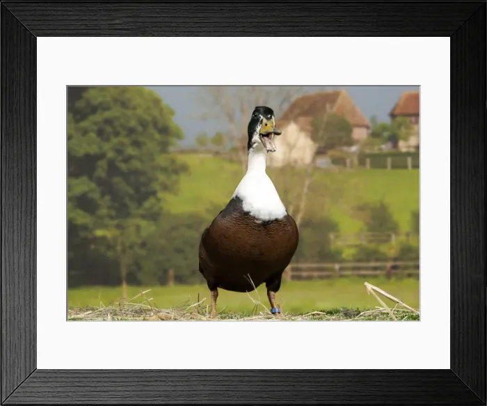 Framed Print : Picture No. 11770638 Framed Print : Picture No. 11770638