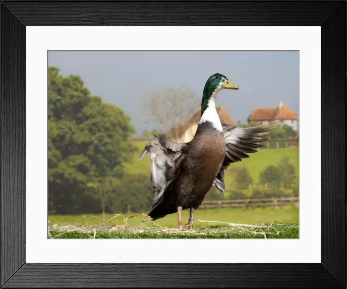 Framed Print : Picture No. 11770639 Framed Print : Picture No. 11770639