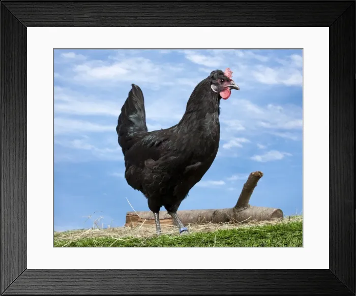 Framed Print : Picture No. 11770640 Framed Print : Picture No. 11770640
