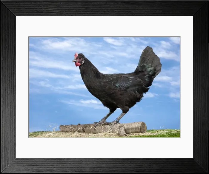 Framed Print : Picture No. 11770641 Framed Print : Picture No. 11770641