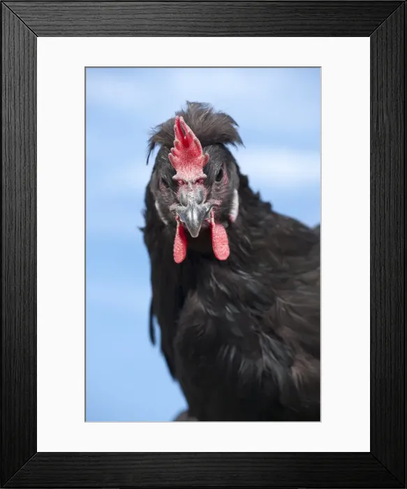 Framed Print : Picture No. 11770642 Framed Print : Picture No. 11770642